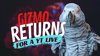 The Return of Gizmo the Grey Bird [upl. by Lorilyn500]