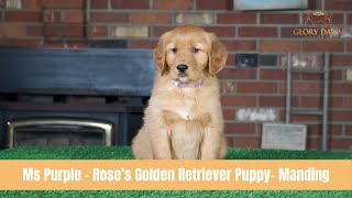 Ms Purple  Roses Golden Retriever Puppy  Manding [upl. by Ariday]