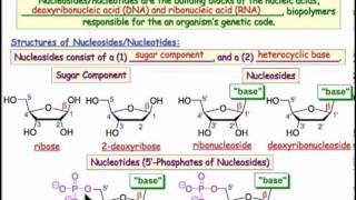 2301 Nucleosides Nucleotides amp Nucleic Acids [upl. by Asial]