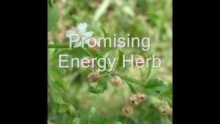 Healing Herb Scoparia dulcis in Pankaj Oudhias Medicinal Plant Database Part1 [upl. by Kathlin]