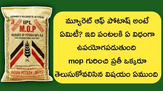 Potash Fertilizer Uses in Telugu  MOP Fertilizer Telugu  పంటలలో పోటాష్ ఉపయోగం ఏమిటీ తెలుసుకుందాం [upl. by Jarv]