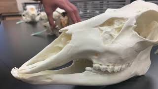 Comparison of Mammal Dentitions [upl. by Sivle344]