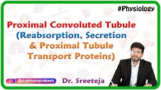 Proximal Convoluted Tubule  Reabsorption Secretion and Proximal Tubule Transport Proteins  USMLE [upl. by Fawna]