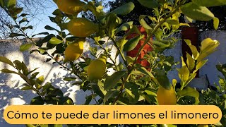 Cómo el limonero puede dar limones [upl. by Brandais]