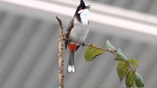 紅耳鵯 Redwhiskered Bulbul [upl. by Syck]