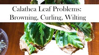 Calathea Leaf Problems Browning Curling Wilting [upl. by Anaujnas]