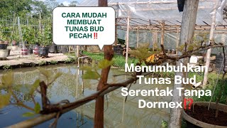 CARA MENUMBUHKAN TUNAS BUD TANPA DORMEX⁉️100 BERHASIL [upl. by Ced]