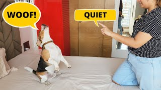 How to Teach your Beagle to Bark Less [upl. by Assenav]