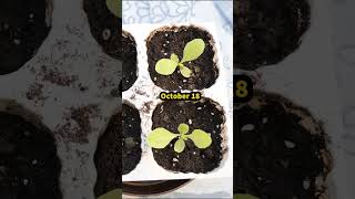 Growing Lettuce from Seed for early Spring Harvest [upl. by Namyaw40]