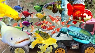 Tangkap ikan glofish ikan lele jumbo ikan cupang ikan koi ikan mas koki sepat hias 143 [upl. by Anauqal]