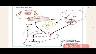 Pathophysiology of Hyperlipidemia Atherosclerosis [upl. by Annavas]