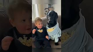 cat dog dogs cut cute love lovecats lovedogs funny virla viralvideo foryou foryoupage [upl. by Nosyd211]