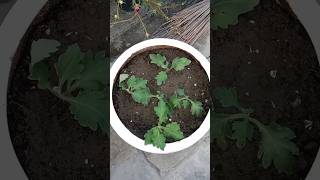 Guldaudi cutting propagation shortvideo ytshorts gardening learnandlive718 [upl. by Htebazile]