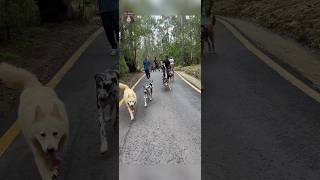 እንጦጦ ፖርክ ሽርሽር Entoto Park Hiking animalsdogethiodogsmarketethiopiandogsፍጥረት [upl. by Pardo427]