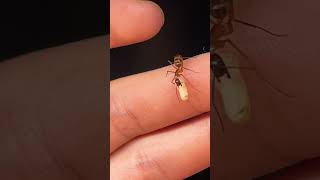 Camponotus maculatus music love song live ants муравьинаяферма муравей [upl. by Klehm751]