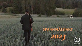 Vildsvinsjakt i Spannmål 2023  Östgöta vilt [upl. by Anaidni]