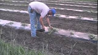 Watermelon Farming ByMichael Mirabella [upl. by Nilauqcaj727]