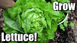 How to Grow Lettuce from Seed to Harvest [upl. by Danete]