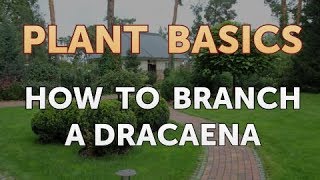 How to Branch a Dracaena [upl. by Gilleod]