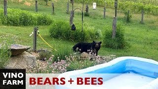 BEARS Uh oh Building a Fence for Bees [upl. by Yerak922]