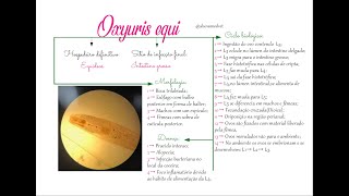 Oxyuris equi Parasitologia e epizootiologia [upl. by Tania24]