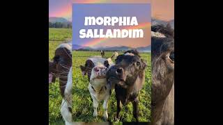 morphia  Sallandım [upl. by Birkner814]