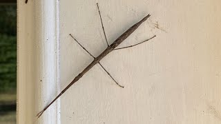 i found a stick insect on the door [upl. by Ailey752]