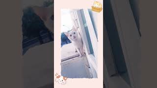 cute cat catlover kitten animals cuteanimals cutecat [upl. by Adnihc]