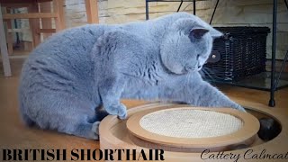 British Shorthair Archi is checking a new toy Cattery Calmcat [upl. by Ezekiel]