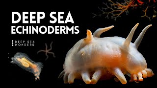 The Wonder of Deep Sea Echinoderms [upl. by Duke]