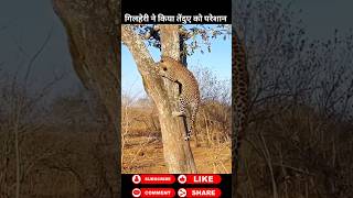 गिल्हेरी और तेंदुए का Show 😂 animals wildanimals shortsviral [upl. by Attemaj]