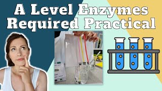 34 Progress of an enzymecatalyzed reaction Cambridge AS A Level Biology 9700 [upl. by Behl]