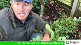 How To Cut Back Hellebore foliage [upl. by Gerlac372]