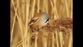 Zevenhuizerplas e o baardman ijsvogel kleine zilverreiger 114Bearded reedling [upl. by Marys]