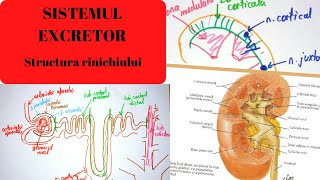 ADMITERE MEDICINA SISTEMUL EXCRETOR 1 Structura rinichiului [upl. by Zug]