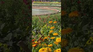 Explore Amrit Udyan Delhis Hidden Mughal Garden 🌸  Stunning Heritage Escape flowers oldsong [upl. by Anev]