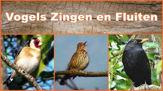 Vogels Zingen en Fluiten [upl. by Elsy]