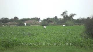 In flight Cattle Egrets in Sonkhaliya [upl. by Bussy]