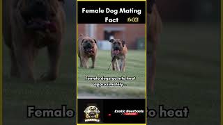 Dog Mating Facts  Understanding Female Dog Reproduction boerboelpuppy [upl. by Ereveniug]