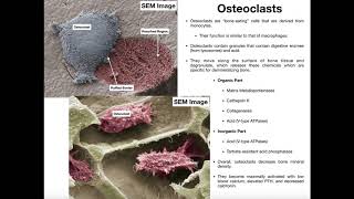 Physiology of the Osteoclast [upl. by Nivlam10]