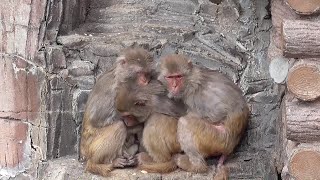 仲良く寄り添う アカゲザル（赤毛猿、Rhesus macaque） [upl. by Oicnedif]