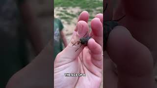 How painful is a horsefly bite [upl. by Lecram]