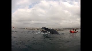 Whale Rescued from Shark Nets RAW FOOTAGE [upl. by Eulalee]