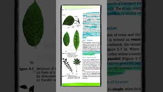 CLASS 11 CHAPTER 5 MORPHOLOGY OF FLOWERING PLANTS  neetstudymaterial neetbiologynotes freenotes [upl. by Siednarb]