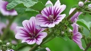 Common Mallow  Zebrina Cultivar Malva sylvestris [upl. by Leslee]