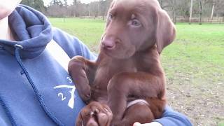 Chocolate Labrador Puppy 8 weeks [upl. by Pratte]