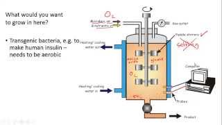 Fermenters and Yoghurt Making for IGCSE Biology [upl. by Eleumas363]