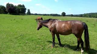 Peaceful Countryside Walks UK  West WickhamKentEngland [upl. by Holman]