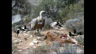 THE GRIFFON VULTURE [upl. by Reeher]