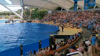 Loro Parque Orcas 2 [upl. by Issiah]